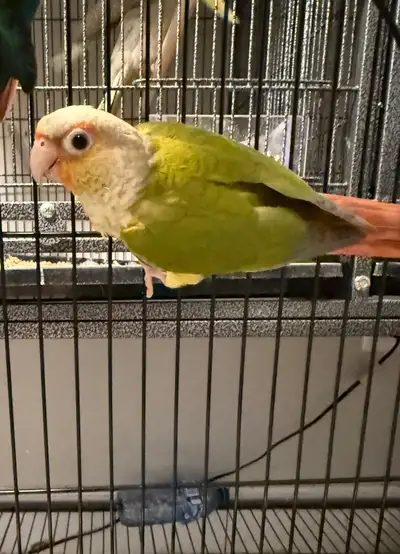 (SOLD)Pineapple Green-Cheek Conure baby available, View more