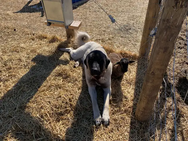 Anatolian Shepherd’s in Dogs & Puppies for Rehoming in Strathcona County - Image 7