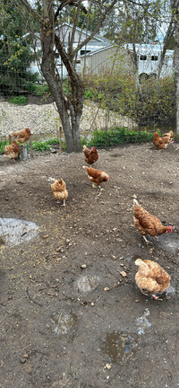Isa Brown chickens