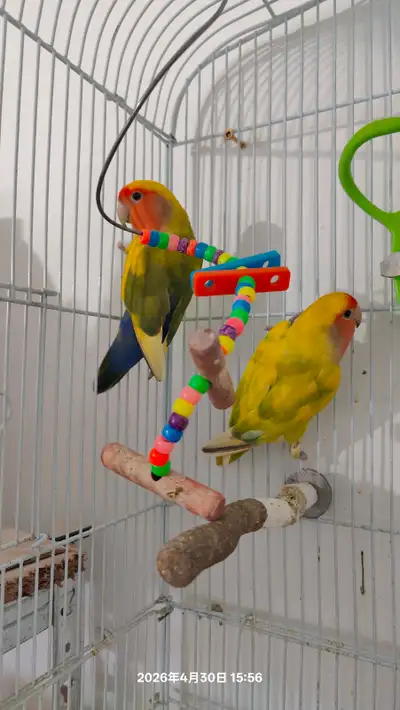 Peachface Lovebirds pair, View more