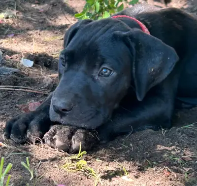 Great Dane puppies, View more