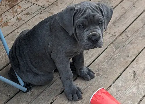 Serious inquiries only Must have breed experience Stunning solid blue male rare Italian cane corso p...