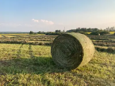 Alfalfa & Pasture Mix Hay, View more