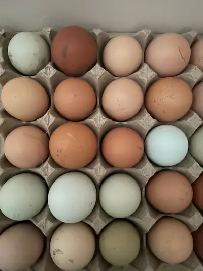 Farm Fresh Eggs Hatching Eggs, View more