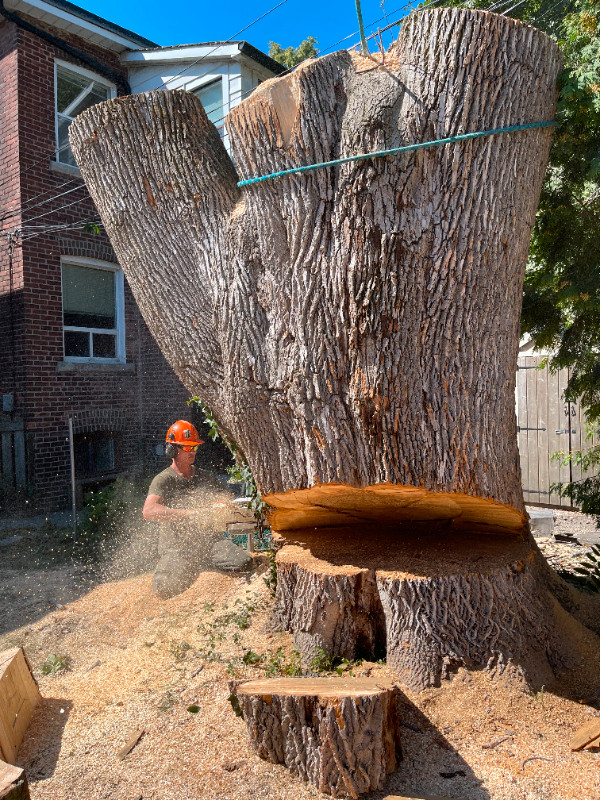 PRO TREE REMOVAL SERVICE TORONTO GTA 647-930-8733 in Lawn, Tree Maintenance & Eavestrough in City of Toronto