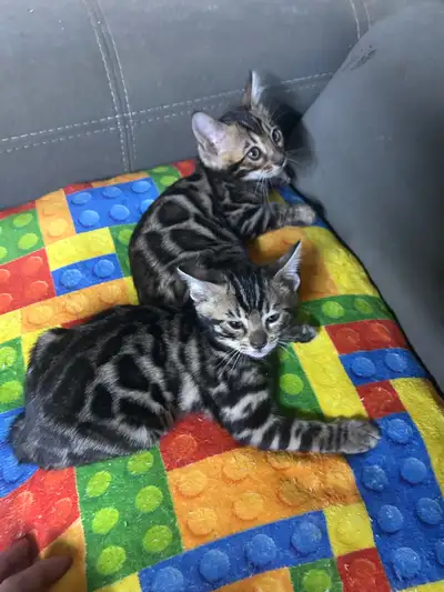 Stunning Tica Registered Bengal kittens, View more