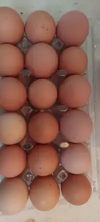 Chickens eggs fertilized.
