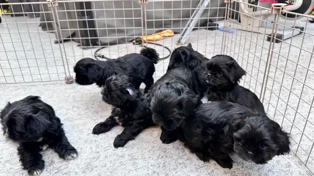 Shih tzu Puppies (Black)  - 5 Females & 2 Males in Dogs & Puppies for Rehoming in Vernon - Image 10