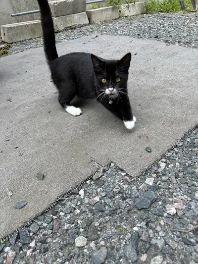 chaton de 5 mois, View more