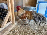  Young purebred, Bielefelder Rooster  