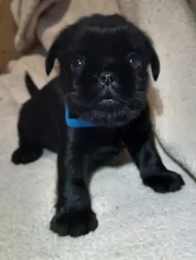 Nous avons 3 beaux garçons griffon Belge. Ils sont enregistrés au CCC. Ils ont eu leur premier vacci...