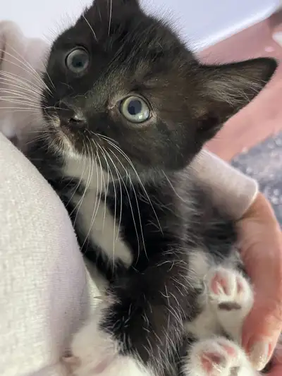 rescue babies ready ❤️, View more
