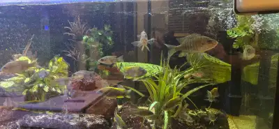 90 gallon with lights, filter, heater and fall fish, View more