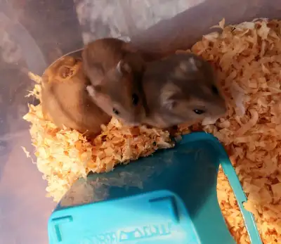 hamster nain winter white, View more