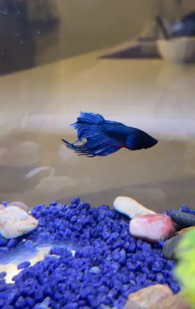Poisson Betta bleu , View more