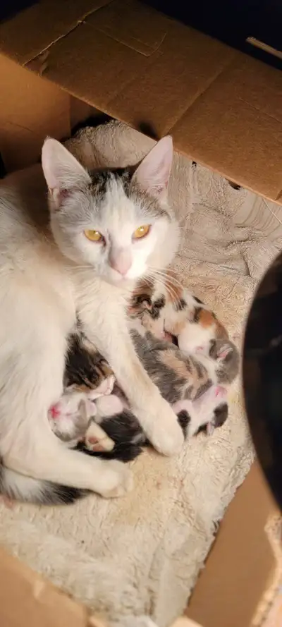 Farm Kittens, View more