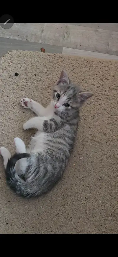 Grey kitten for adoption Kittens for sale, View more