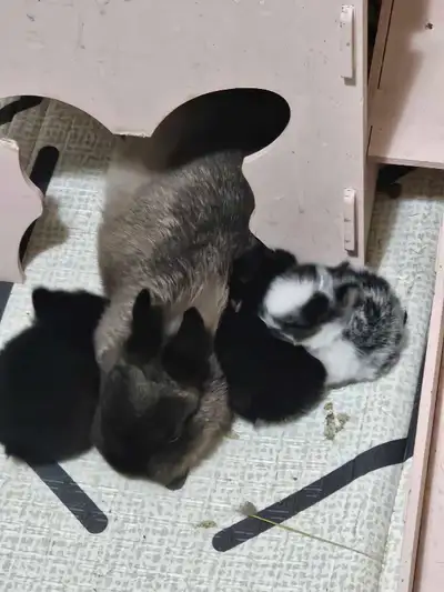 baby netherland dwarf bunnies 1 LEFT, View more