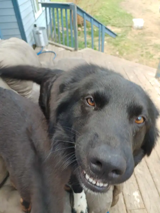 Guardian, Family dog in Dogs & Puppies for Rehoming in Edmonton - Image 3