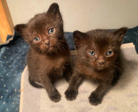 PUREBRED   BURMESE   KITTENS