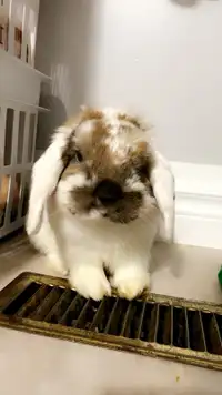 URGENT: Looking for a loving home for this adorable bunny  