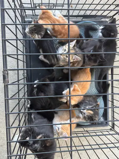 kittens need loving homes, View more