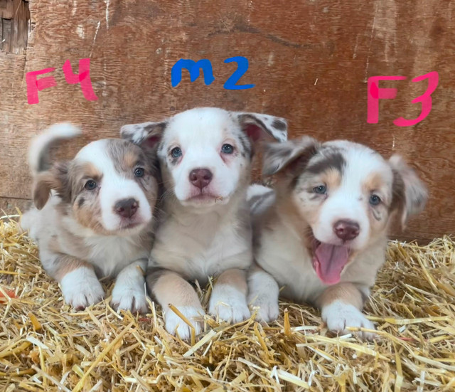 Australian Shepherd X Border Collie Puppies Ready to Go! in Dogs & Puppies for Rehoming in Calgary - Image 3