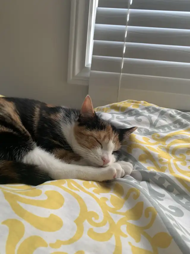 Sweet Calico Cat Looking for a Loving Home – Ottawa/Orléans
