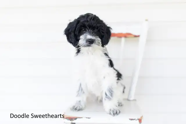 Labradoodle Puppies, Medium Size in Dogs & Puppies for Rehoming in Kitchener / Waterloo - Image 8