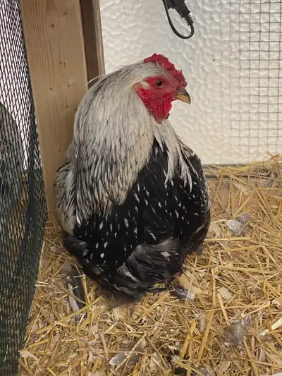 FREE PUREBRED SILVER LACED WYANDOTTE ROOSTER, View more