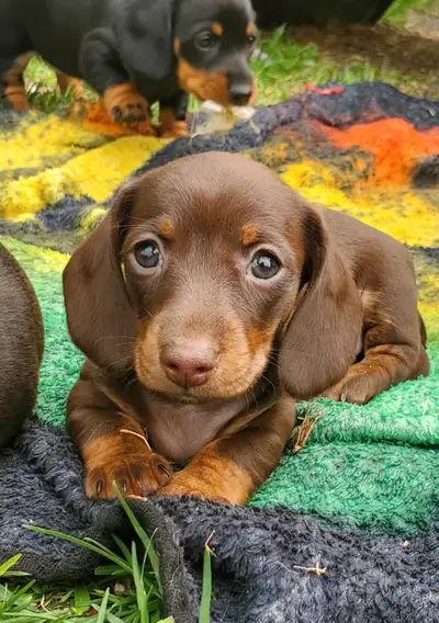 2 sweet little female Miniature Dachshund puppies available for June 21st. Will come with first shot...
