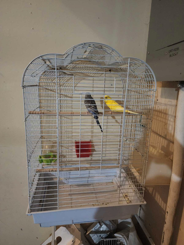 Bugies.    in Birds for Rehoming in Richmond - Image 3