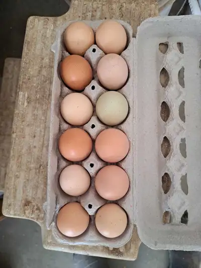 Free range chicken eggs, View more