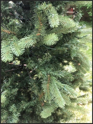 Christmas tree for sale. $65 in Holiday, Event & Seasonal in Winnipeg - Image 2