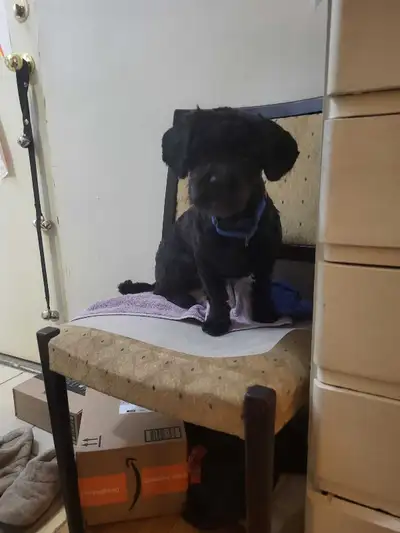 13 month old pup named Jack, View more