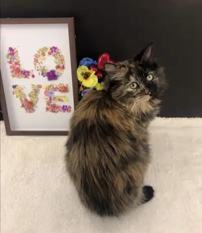 Friendly Maine Coon Female Kitten, View more