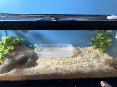 male snow corn + all things needed , View more