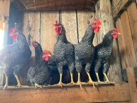 Beautiful Barred Rock Roosters Available