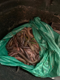 Large worms fishing or compost bin