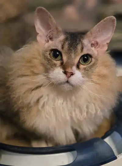 Adorable chaton a la recherche une famille aimable , View more