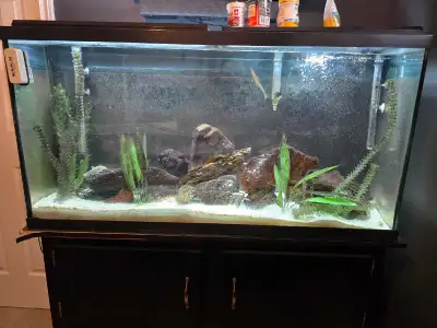 60 Gallon aquarium , View more