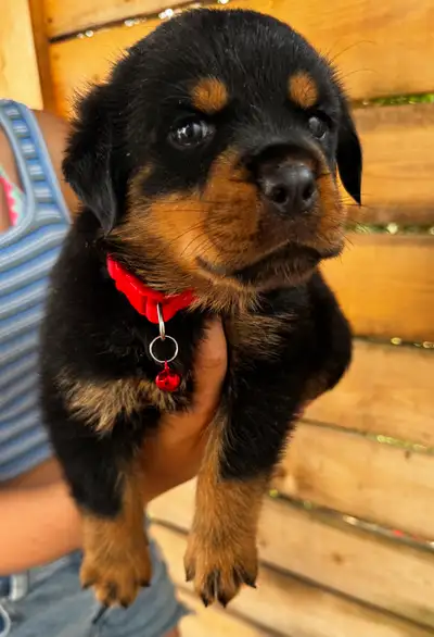Rottweiler , View more
