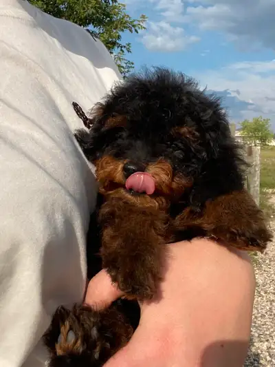Toy Poodle Puppy ( READY NOW), View more