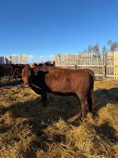 Mature bred cows for sale. May calving. Bred to black Simmental bull. Keeping heifers so these have...