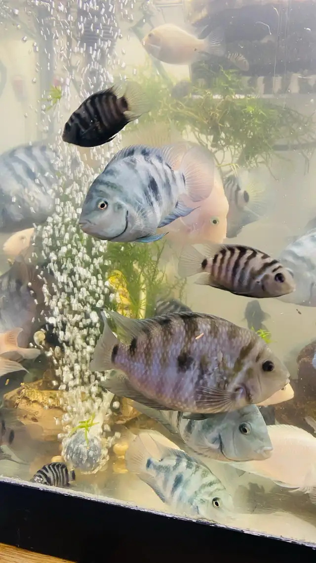  Polar Parrot in Fish for Rehoming in Richmond - Image 3