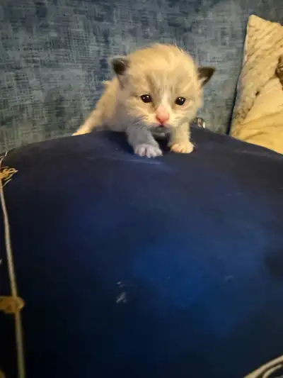 ragamese kittens ready for deposit!, View more