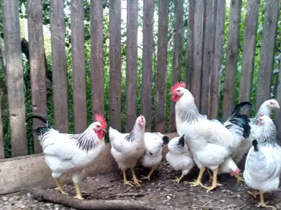 2  BEAUTIFUL COLUMBIA ROCK ROOSTERS, View more