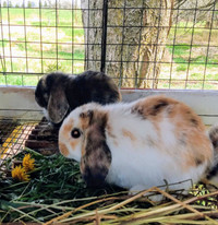 Purebred Holland Lop Bunnies