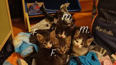 Chaton très propre et mange seul.