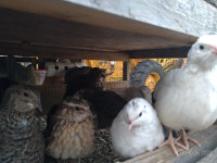 Coturnix Quail Eggs and Chicks. The new chicken